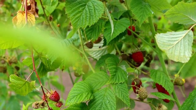 ЛЕТО в Сиэтле и вокруг | ЖАРА озёра, путешествия ПАРОМ | Годовщина свадьбы | Штат Вашингтон США смотреть онлайн