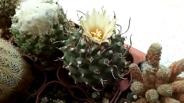 Цветение на 11 мая. Укоренение кактусов. Продолжительность цветения эхинопсисов (Echinopsis Hybr.)