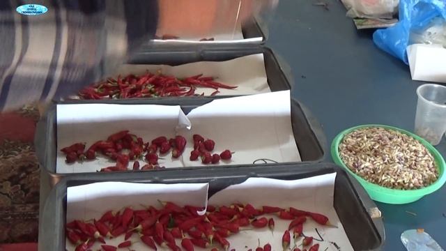 ТЕХНОЛОГИЯ СБОРА СЕМЯН-ГОРЬКИЙ ДЕКОРАТИВНЫЙ ПЕРЕЦ! смотреть онлайн