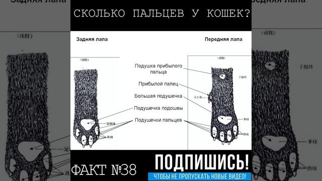 #38 Сколько пальцев у кошек? Лаборатория фактов. смотреть онлайн
