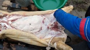 Вытаскиваем ливер у поросёнка  нутровка или свежевание свиной туши