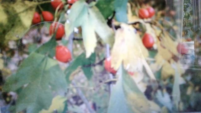 Листья боярышника: лечебные свойства , рецепты и противопоказания. смотреть онлайн