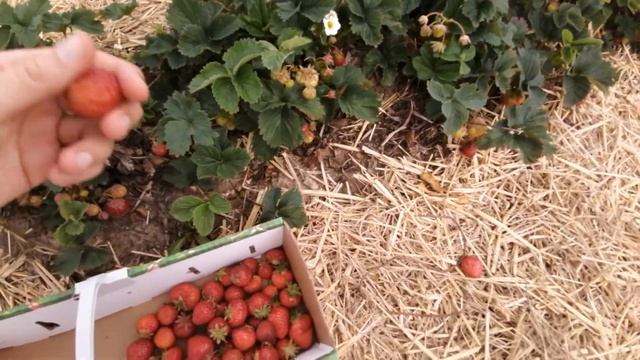 Собираю КЛУБНИКУ на поле В БЕРЛИНЕ | Блог Юлии из Германии