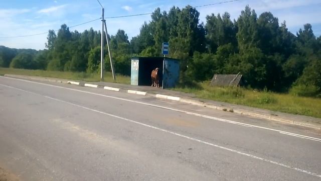 Новгородская область лошадь ждёт автобус смотреть онлайн