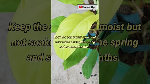Philodendron Ceylon Golden Plant care #gardeningtips #philodendron #plant смотреть онлайн