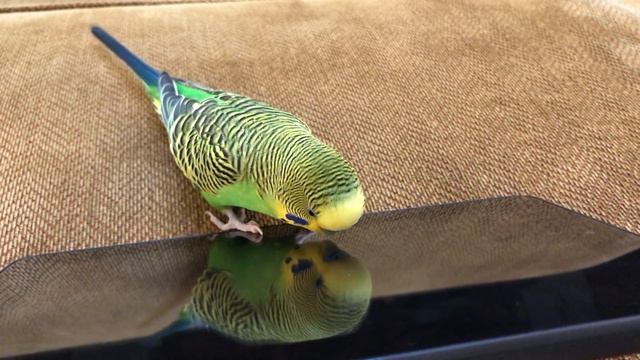 Kiwi the Budgie tries to use Philips Hue voice commands for Siri смотреть онлайн