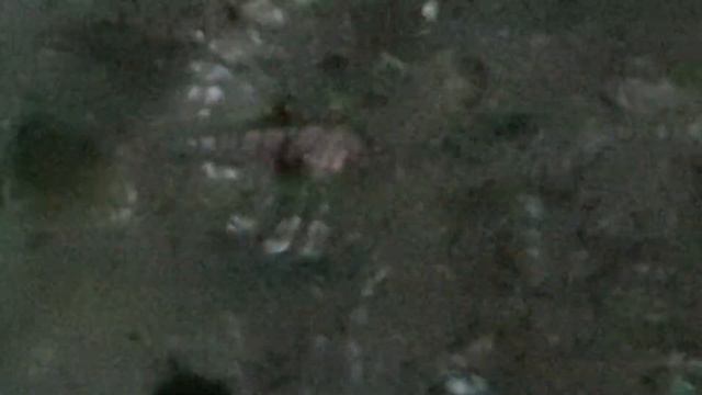 Египет Ядовитые рыбы в Красном море Ночные монстры смотреть онлайн