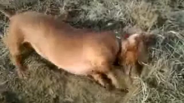Такса Тася ловить мишей смотреть онлайн