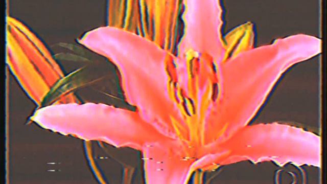 FLOR DO CARIBE - Abertura em 2003 (feita por mim) (VHS) смотреть онлайн