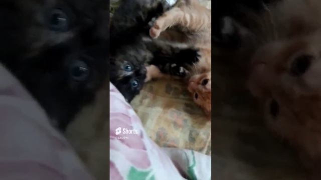 Слово котенка, лапка на асфальте (2 серия) смотреть онлайн