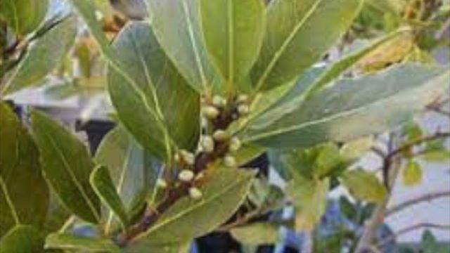 LAVR YAPROG'INING SIZ UCHUN FOYDALI XUSUSIYATLARI