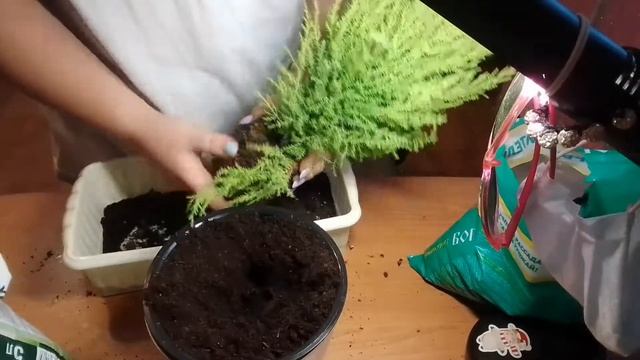 пересадка кипариса смотреть онлайн