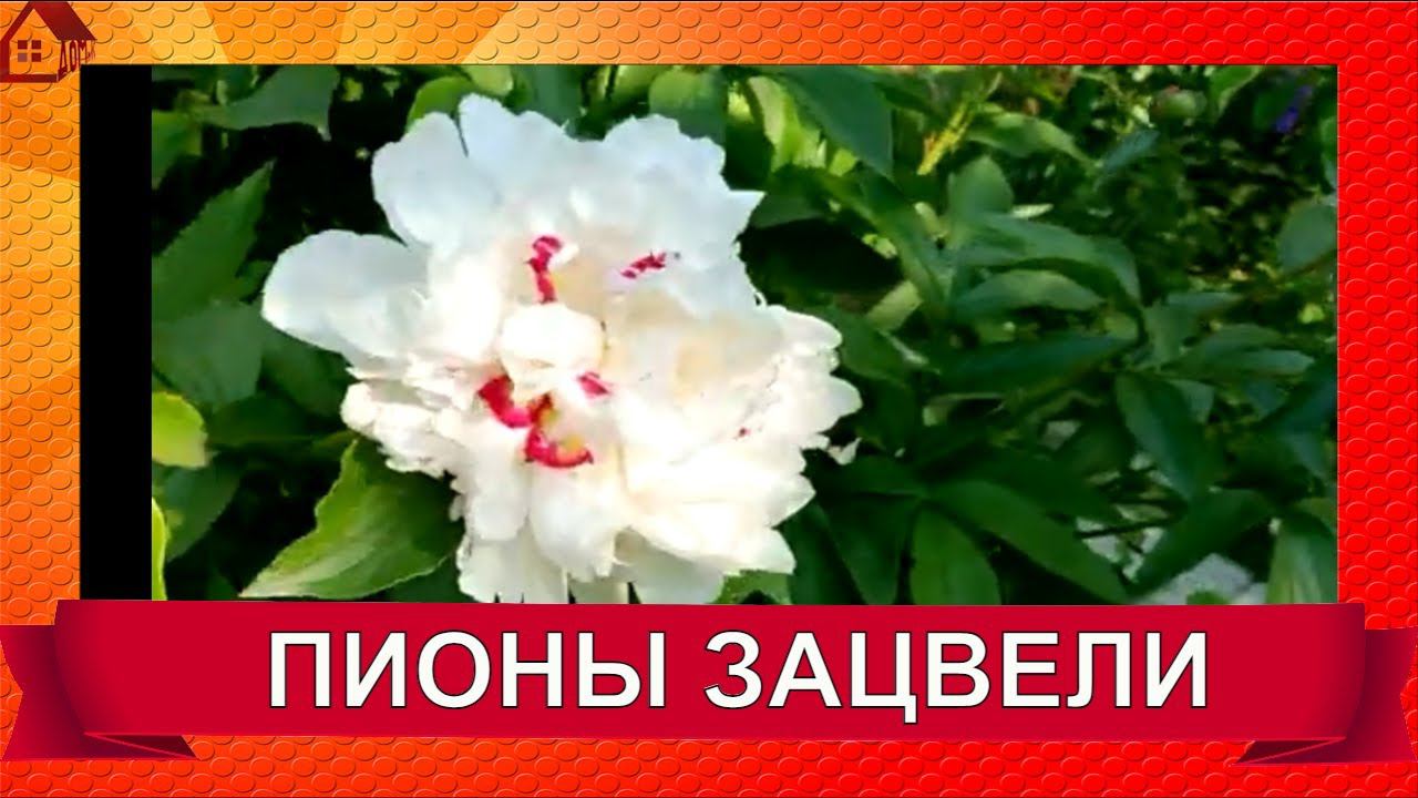 ПИОНЫ зацвели 20 мая. смотреть онлайн