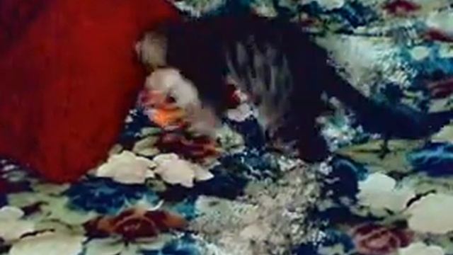 Марсик душит тигра смотреть онлайн