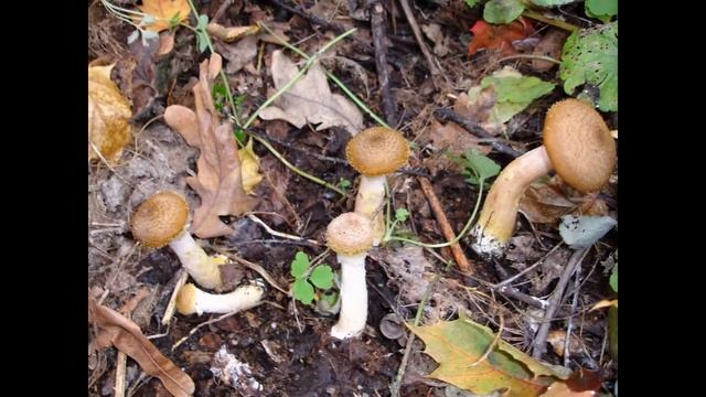 Охотничьи угодья 