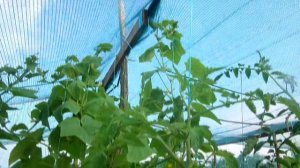 Выращивание томатов в открытом грунте под затеняющей сеткой