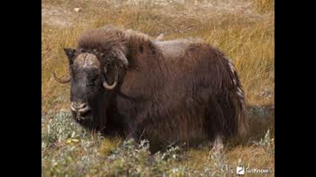 Овцебык это сила!!! смотреть онлайн