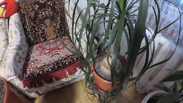 Нолина после обрезки смотреть онлайн