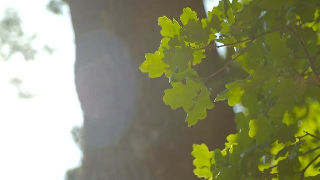 Дубовое дерево 5 footage oak tree смотреть онлайн