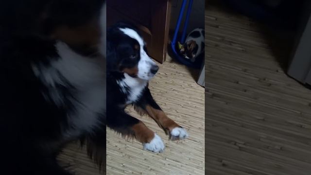 Тяжела собачья жизнь смотреть онлайн