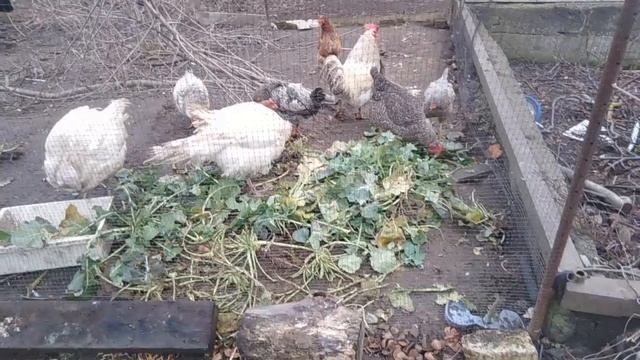 Поездка за рапсом, витамины для кур. смотреть онлайн