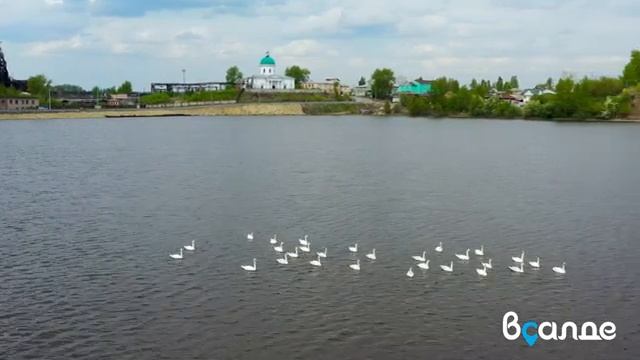 На салдинский пруд прилетела стая лебедей смотреть онлайн