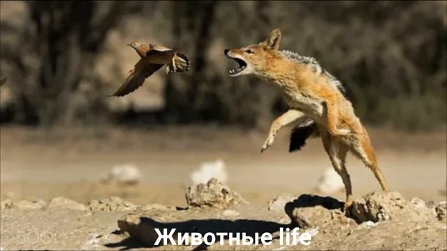 ШАКАЛ?/Животные life/Собаки/Животные/Интересные факты смотреть онлайн