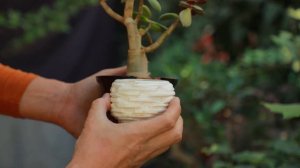 Бонсай из денежного дерева