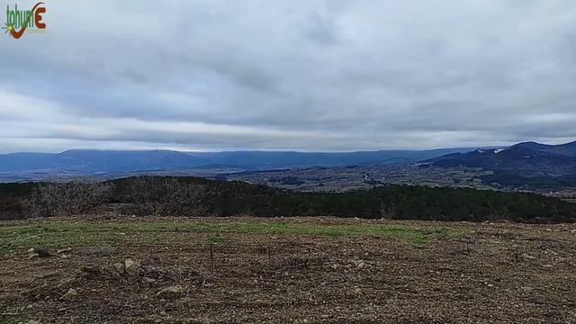 KIŞIN YETİŞEN OTLAR / Kış Otları / Winter Grass / Yenen Yabani Otlar