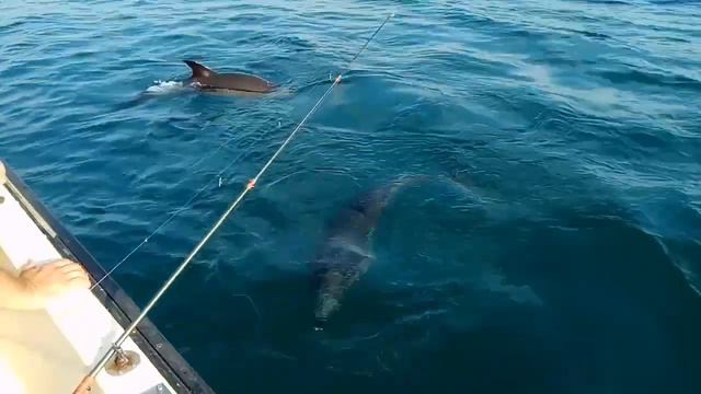1 августа 2019. Чёрное море. Севастополь. Наловили ставридки, покормили диких дельфинов. смотреть онлайн