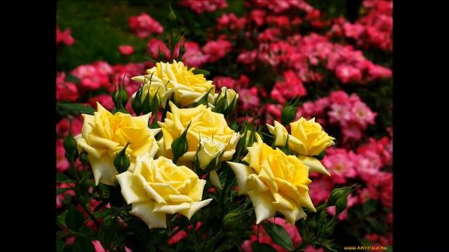 Родные края смотреть онлайн