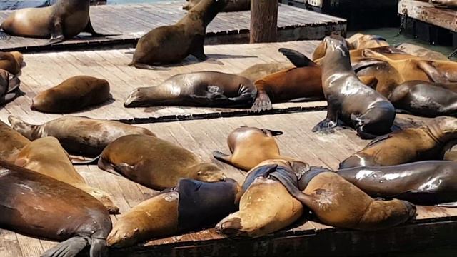 Sea Lions in San Francisco / морские котики в Сан Франциско смотреть онлайн