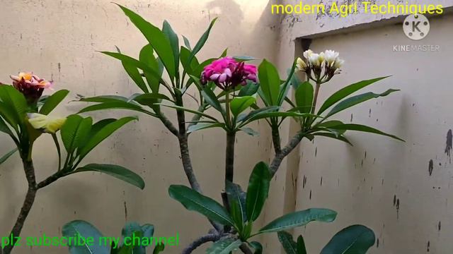 A compact, multicolour grafted plant of Plumeria | modern Agri Techniques смотреть онлайн