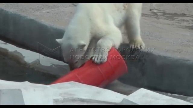 Кормление Айки в Московском зоопарке...Feeding Aiki at the Moscow Zoo... смотреть онлайн