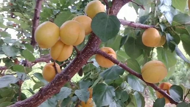 Абрикос Эрли Рэд Оранж . Десертный, ранний сорт. Обзор от Макси Сад. смотреть онлайн