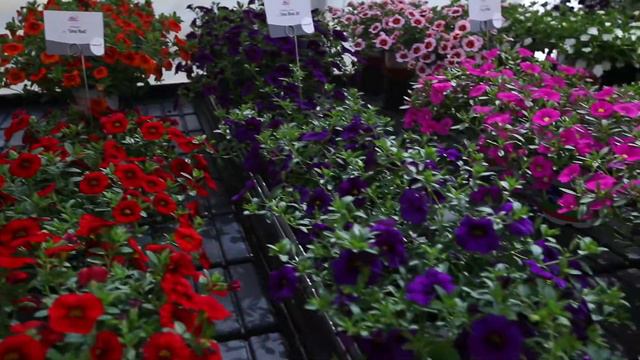 Calibrachoa MiniFamous® Piu and Uno assortment 2020/2021 смотреть онлайн