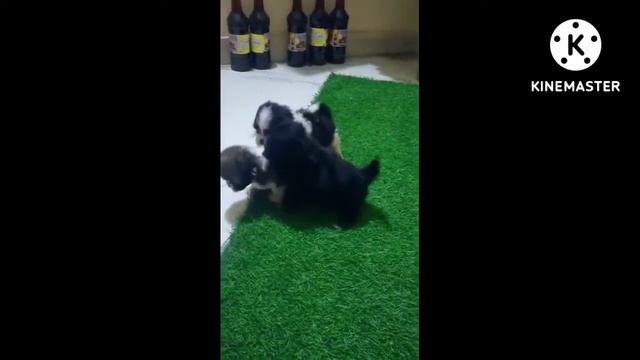 j s female11k &male13k puppies avaible in Hyderabad aramghan contact number +91 79815 06244 смотреть онлайн