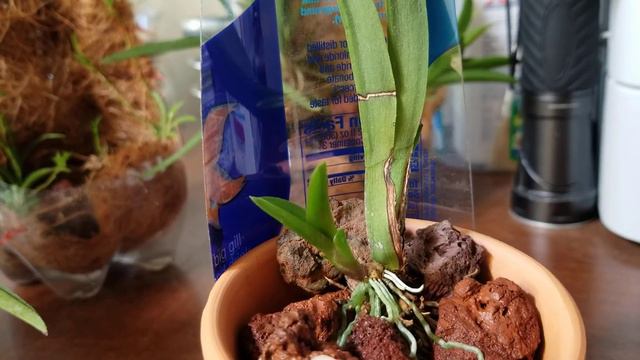 #Толумнии# 6 месяцев после пересадки... окт.15.2019. смотреть онлайн