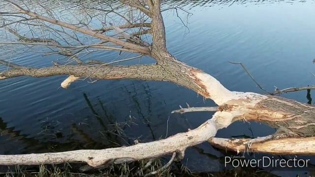 Прогулка по реке Дон, не вязальный влог)) #видео_выходного_дня смотреть онлайн