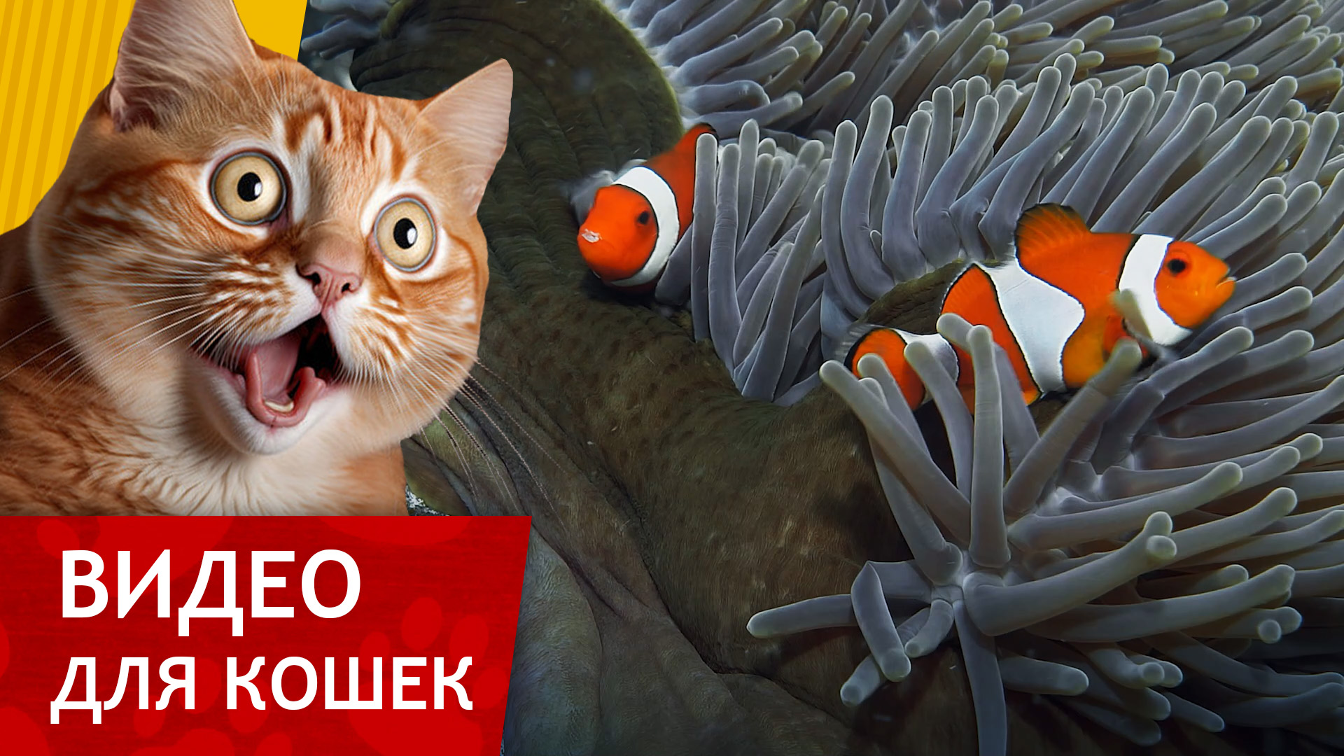 Видео для кошек - Игривые Рыбки (Супер видео для кошек!)