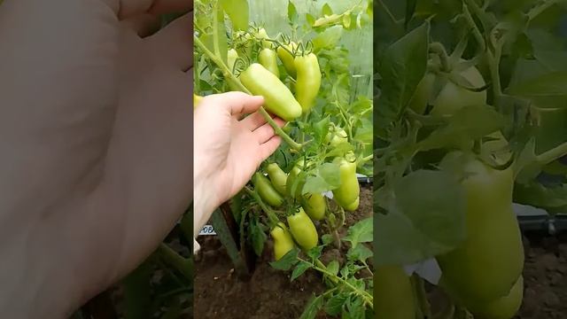 ТОМАТ ДРОВА Самые урожайные сорта томатов Низкорослые сорта томатов #сортатоматов #сортапомидор смотреть онлайн