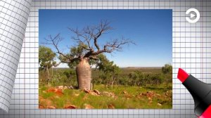 4 класс. Окружающий мир. Австралия. Уникальные животные и растения материка