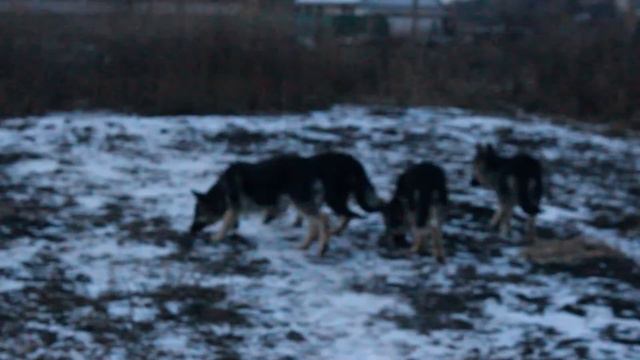 Электра, Экскалибур, Эльдар и Эверест, 4 месяца. смотреть онлайн