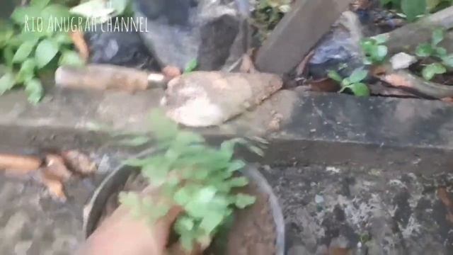 Tanaman suplir ( Adiantum capillus-veneris ).. merawat tanaman liar dari alam.. смотреть онлайн