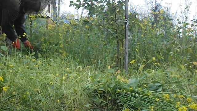 День на даче. Жну серпом.Вспашка мотоблоком. смотреть онлайн