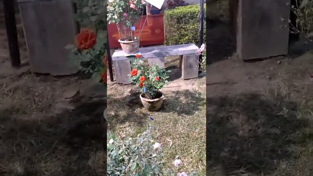 Rose show Malda смотреть онлайн