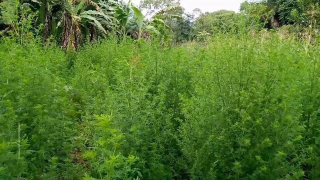Reportage Sur L'Artemisia смотреть онлайн
