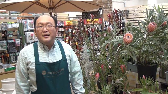 プロテアの育て方・日常管理