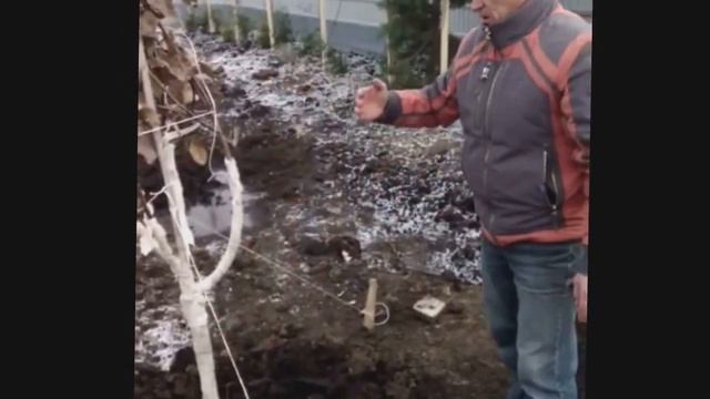 Посадка плодовых крупномеров поздней осенью