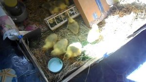 Инкубация гусиных яиц в домашних условиях